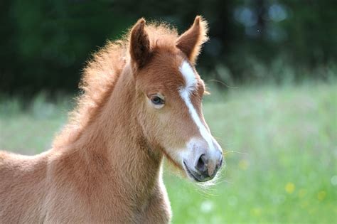 Foal Iceland Horse - Free photo on Pixabay