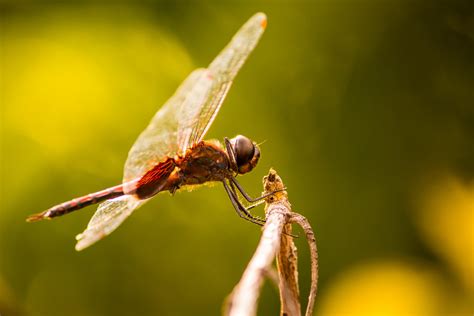 Dragonfly Sitting on the Twig - PixaHive