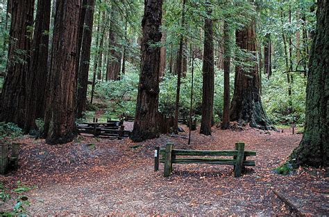 Butano State Park Campground, Campsite, Leo Carrillo, Camping Guide ...