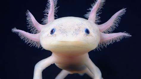 20 Of The Coolest Animal Species In The World