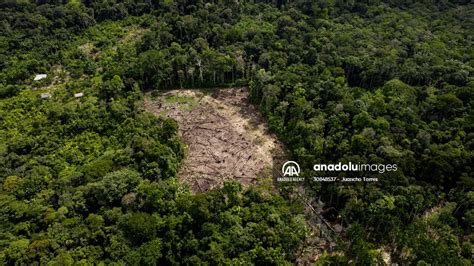 Deforestation on endangered wildlife at the Amazon | Anadolu Images