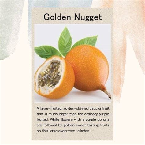 Golden Nugget – Seed Station