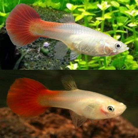 Aquarium Central -Guppies - Green Cobra Guppy 3.5cm - FEMALE - Aquarium ...