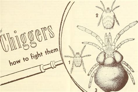 Dealing with a chigger infestation in your home: Tips and tricks - Home ...