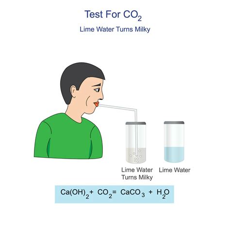 Diagram for the testing of carbon dioxide gas. bubble carbondioxide through limewater, it forms ...