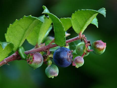 Evergreen Huckleberry | Native Plants For Sale Online | Native Foods Nursery