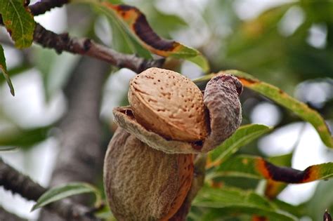 Fruits Tree Almond - Free photo on Pixabay - Pixabay