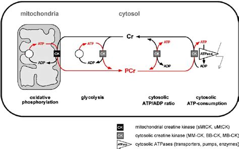 The creatine kinase/phosphocreatine system. Compartment-specific... | Download Scientific Diagram