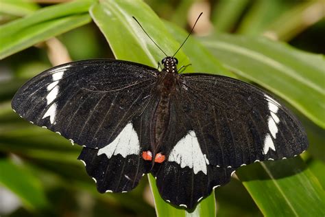 File:Orchard Butterfly - melbourne zoo.jpg - Wikimedia Commons