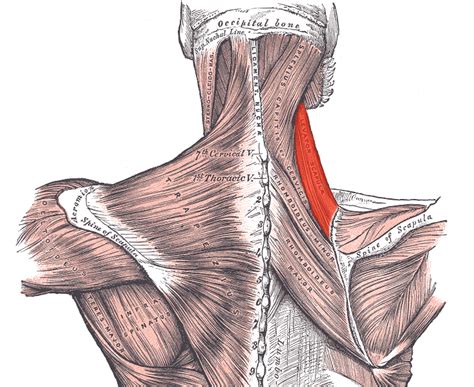 Why Muscle Knots Aren't Your Biggest Problem