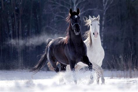 snow horses | Horses, White horses, Most beautiful horses