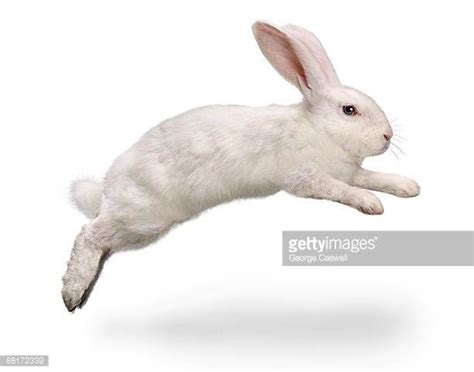 Rabbit Stock Photos and Pictures | Getty Images | Rabbit pose, Rabbit ...