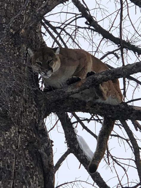 Mountain Lion Hunting | McGowan Outfitting