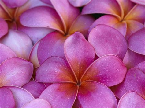 Hawaiian Flower Wallpapers - Wallpaper Cave