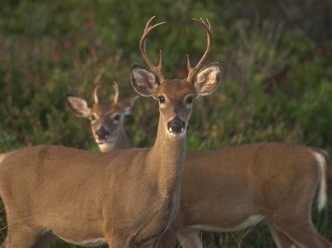 o recuncho de leti diaz: os climas de España | Wildlife animals, African wildlife, Animals of ...