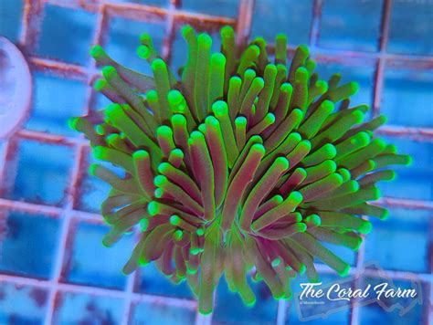 Green Torch Coral Frags - Buy Online!