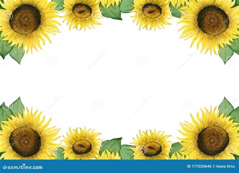 Sunflower Frame Design with Copy Space, Bright Floral Decoration with Watercolor Sunflowers ...