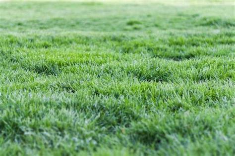 Lawn Maintenance: Taming Bermuda Grass Runners on Your Lawn