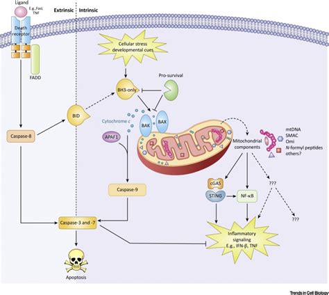 Apoptotic Caspases: Multiple or Mistaken Identities?: Trends in Cell ...