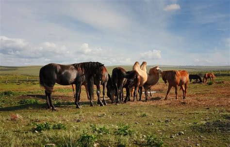 Are Horses Afraid, Stronger, Faster, or Hate Camels? - Xtrapets