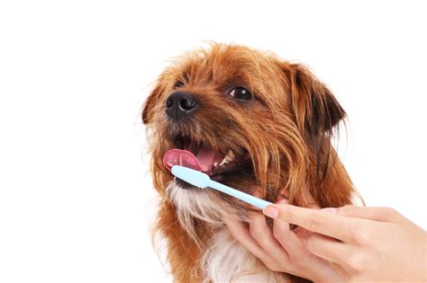 List Of Dog Teeth Cleaning Products That Every Pet Owners Must Have