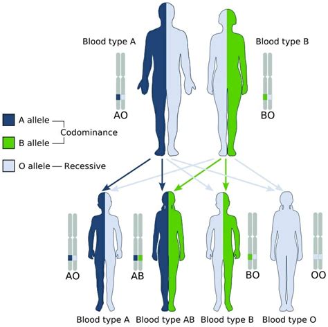 【ベストコレクション】 blood type inheritance chart rh factor 293797-Abo blood type chart rh factor