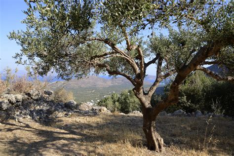 Olive Tree (1) | Elounda | Pictures | Greece in Global-Geography