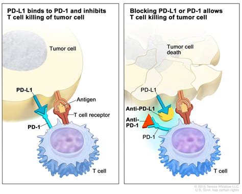 Immune Checkpoint Inhibitors - NCI