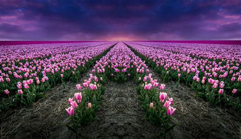 Download Horizon Pink Flower Sunset Field Nature Tulip 4k Ultra HD ...