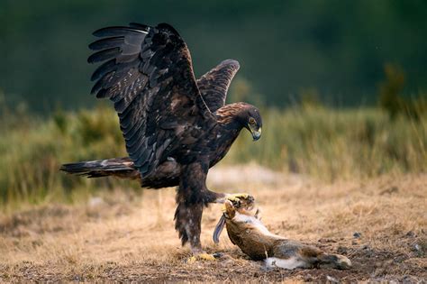 Golden Eagle Hunting Wallpaper