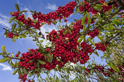 Pyracantha Berries - Stock Image - C050/5050 - Science Photo Library