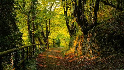 HD wallpaper: Forest path, scenery of pathway on forest, landscape, autumn | Wallpaper Flare