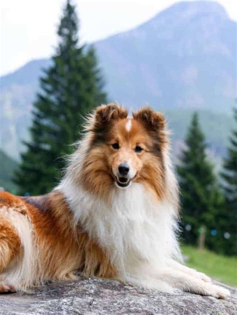 The Top 11 Shetland Sheepdog Mixes You Will Adore - PupVine