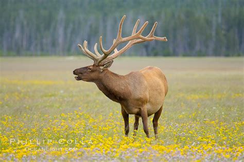 Bull elk, antlers bearing velvet, Gibbon Meadow, Cervus canadensis, Gibbon Meadows, Yellowstone ...