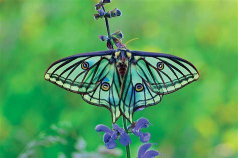 The Wild World of Butterflies | Sierra Club