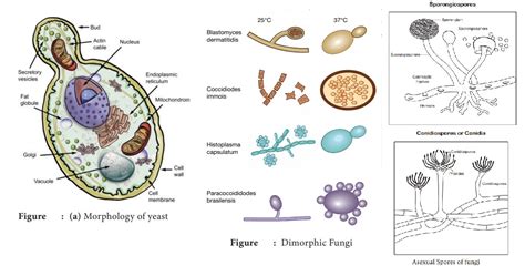 Characteristics of Fungi