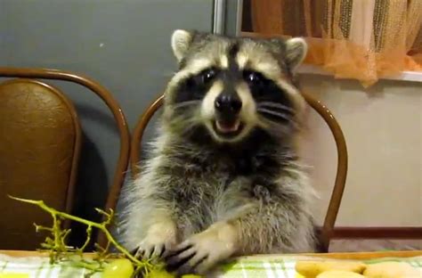 Raccoon Eats Grapes