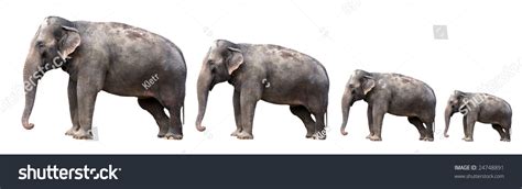 Elephant Evolution Stock Photo 24748891 - Shutterstock