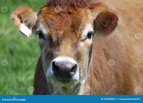 Animal Farm Brown Cow Portrait Dairy Product Agriculture Stock Image ...