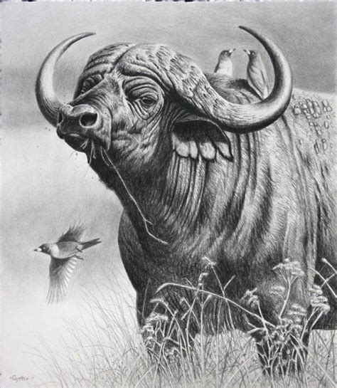 Realistic Animal Drawings, Pencil Drawings Of Animals, Realistic Pencil Drawings, Animal ...