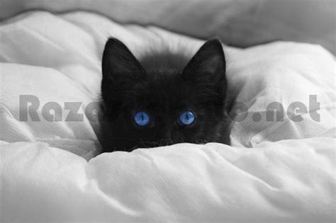 Mejorar Correspondiente Diligencia gatitos negros ojos azules No puedo Traer Avenida