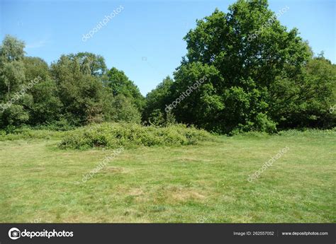 Trees Growing Hainault Forest Stock Photo by ©YAYImages 262557052