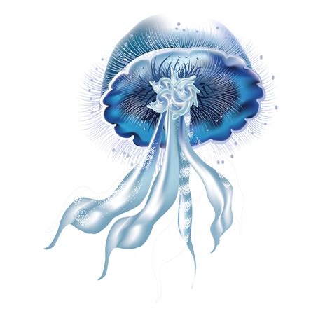 Jellyfish PNG Transparent Images, Pictures, Photos