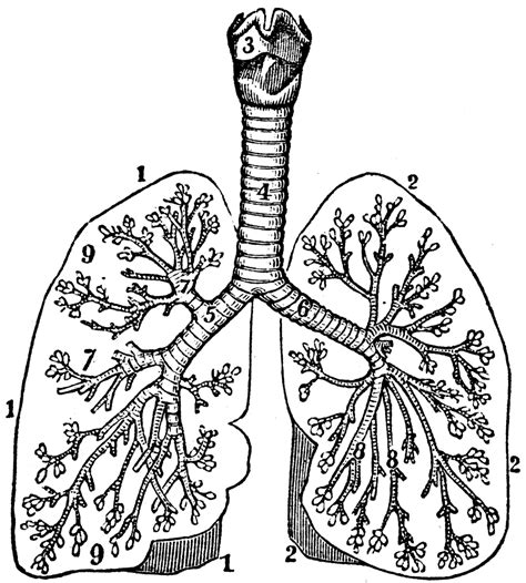 Bronchial tubes clipart - Clipground