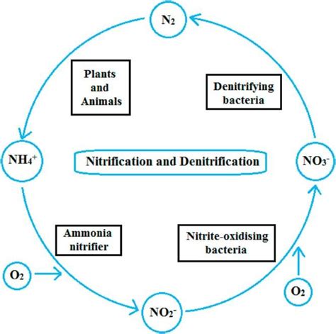 Nitrifification and denitrifification process (Saravanan et al. 2021 ...