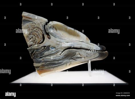 Dolphin head anatomy hi-res stock photography and images - Alamy