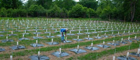 Students become integral part of American chestnut tree restoration project