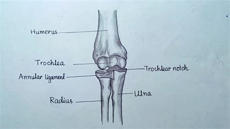 Pivot joint diagram drawing/ Elbow joint drawing easily - YouTube