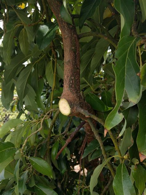 Pruning avocado trees to keep them small - Greg Alder's Yard Posts: Southern California food ...