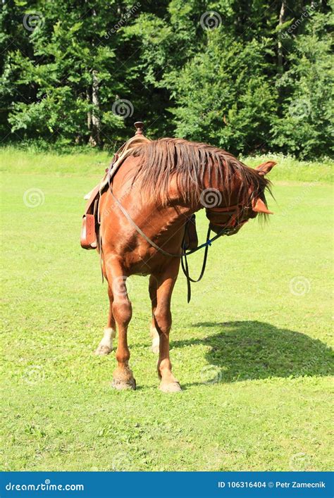 Horse with Saddle Looking Back Stock Photo - Image of pastureland ...